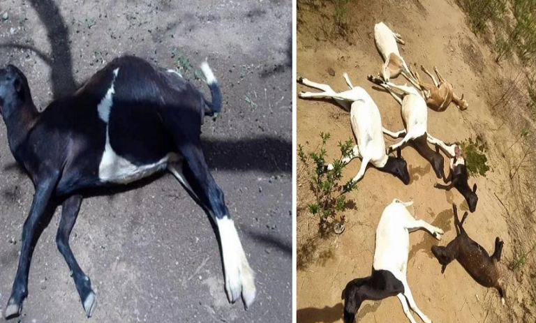 Pánico en Limoncito Abajo por muerte de 15 caprinos por consumo de agua envenenada