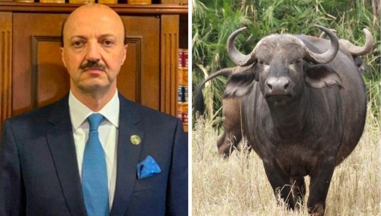 Presidente de la Federación Mexicana de la Caza muere embestido por un búfalo en Argentina