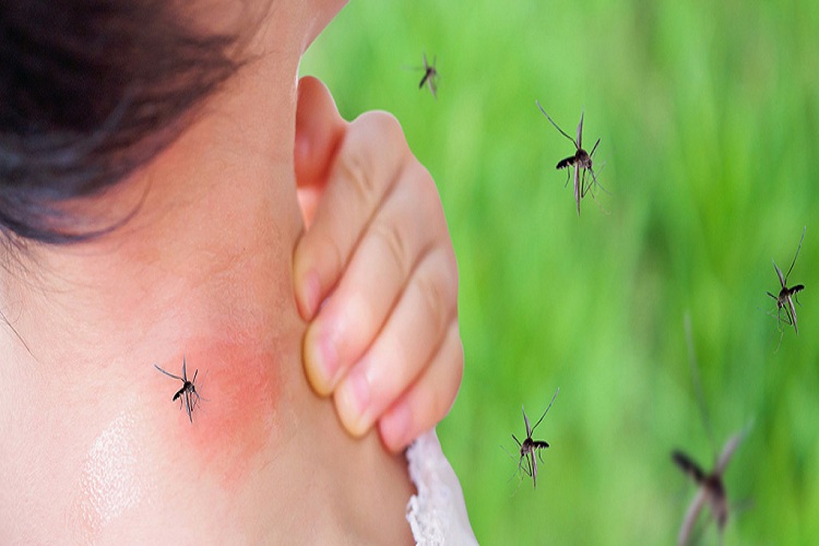 Se incrementan casos de dengue hemorrágico en sectores de Acarigua