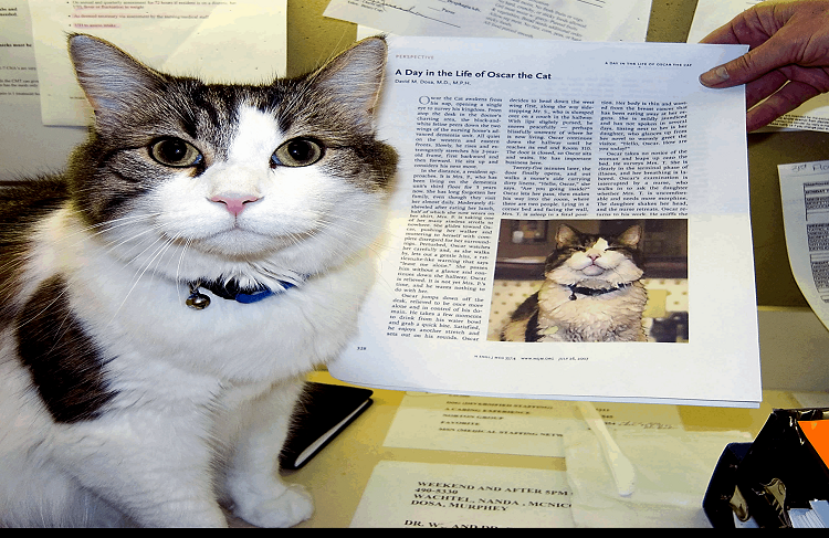 “El mensajero de la muerte”, la historia detrás del gato que predijo la muerte de más de 100 personas